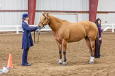 Saddle Seat Fit and Show Saddle Seat Fit and Show