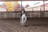 Western Reining Western Reining