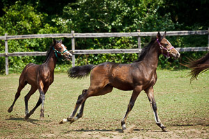 Foals