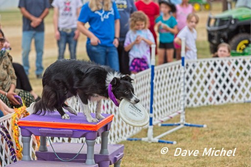 GCF22--Dog-Show7.jpg