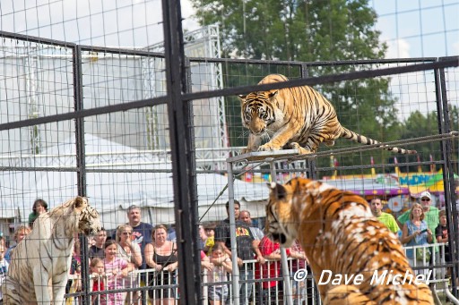 Tiger Show