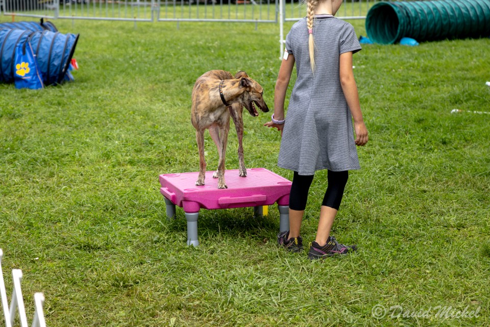 DogShow-7.jpg