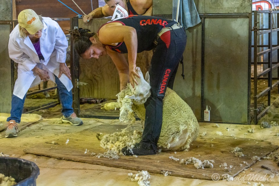 SheepShearing-09.jpg