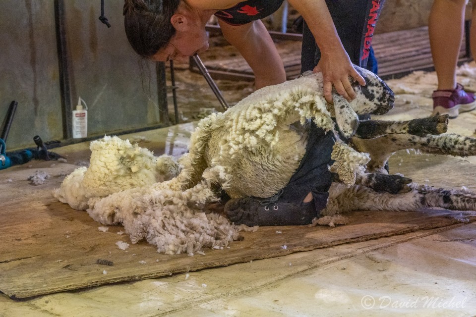 SheepShearing-11.jpg