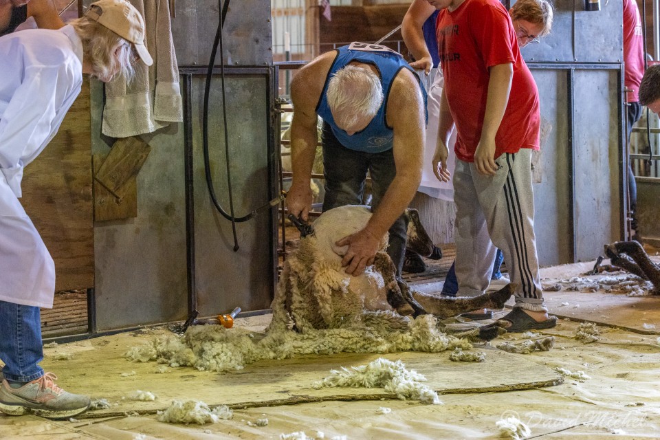 SheepShearing-15.jpg