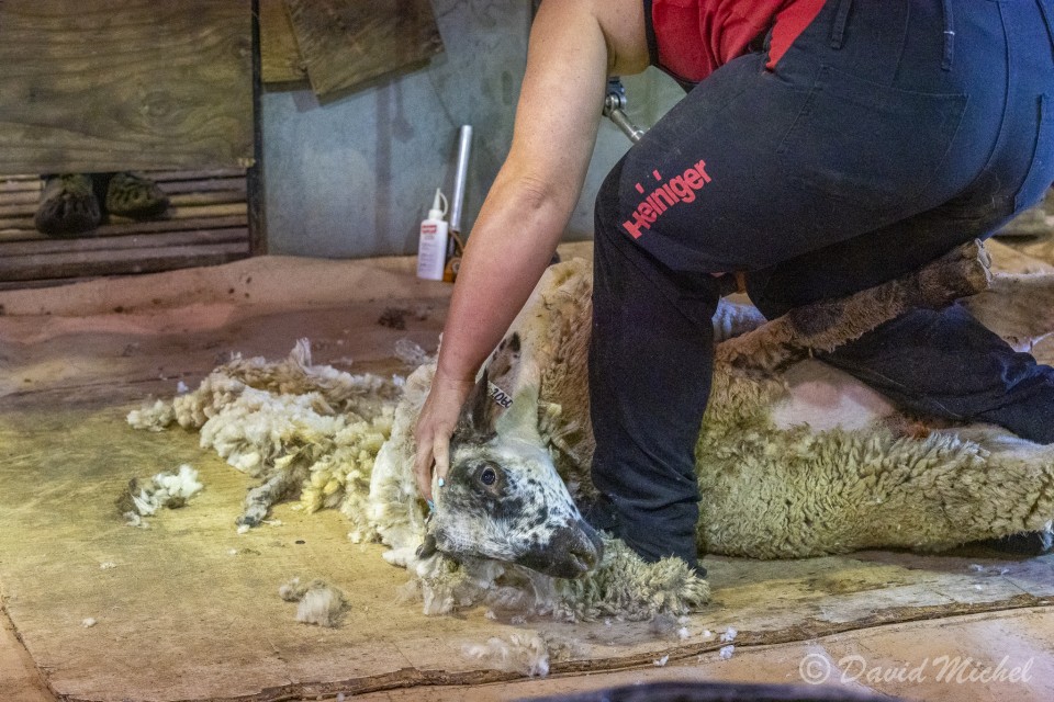 SheepShearing-16.jpg