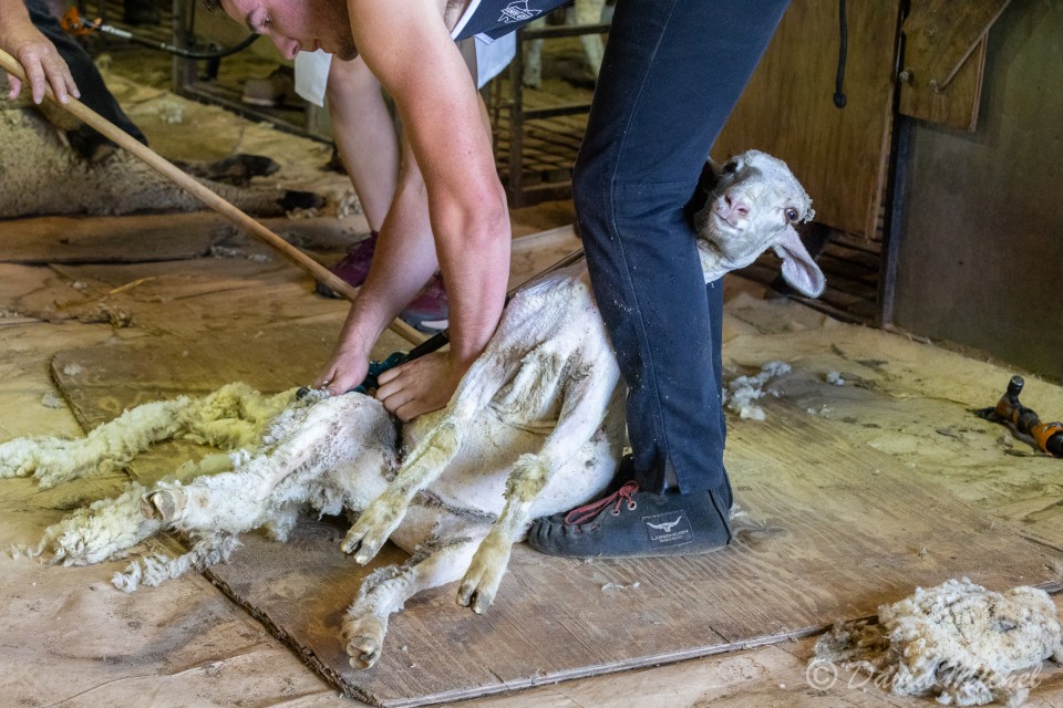 SheepShearing-17.jpg