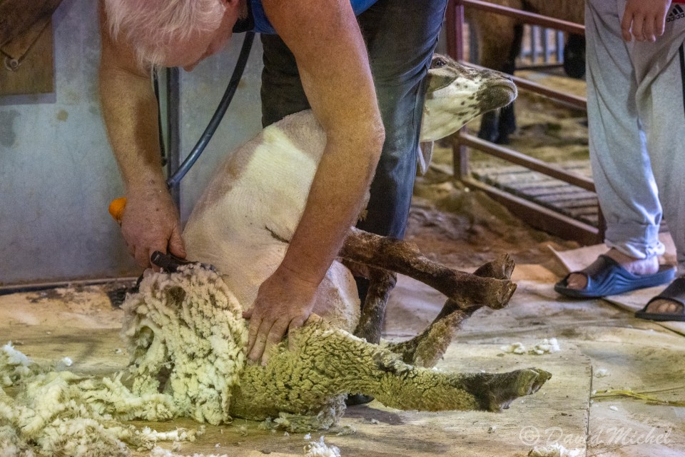 SheepShearing-18.jpg