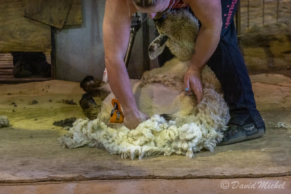 SheepShearing-19.jpg