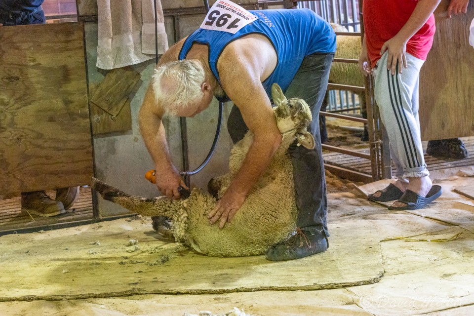 SheepShearing-20.jpg