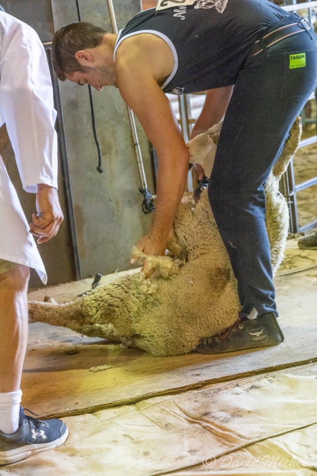 SheepShearing-21.jpg