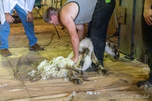 SheepShearing-01.jpg