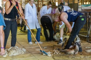 SheepShearing-02.jpg