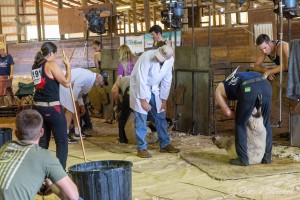 SheepShearing-03.jpg