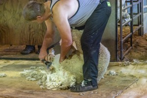 SheepShearing-06.jpg