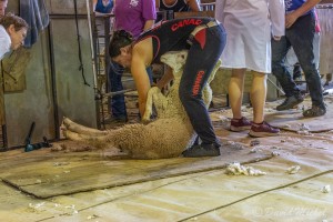 SheepShearing-10.jpg