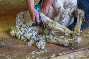 SheepShearing-12.jpg