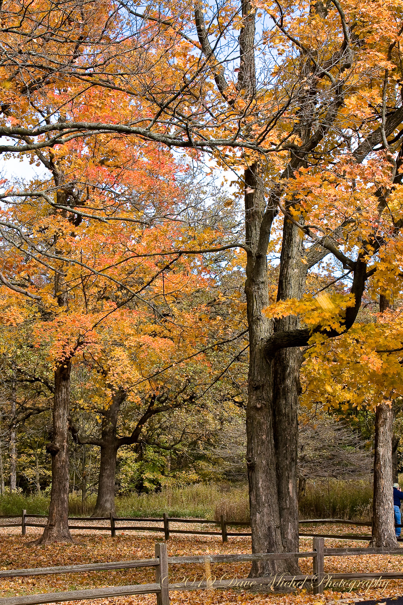 Ryerson-Forest-Preserve-Fall-2008-12.jpg