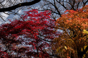 Morton-Arboretum-Fall-2008-18_v1.jpg