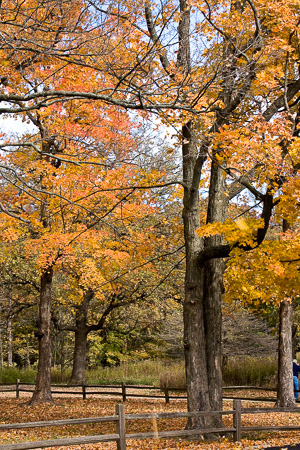 Ryerson-Forest-Preserve-Fall-2008-12.jpg