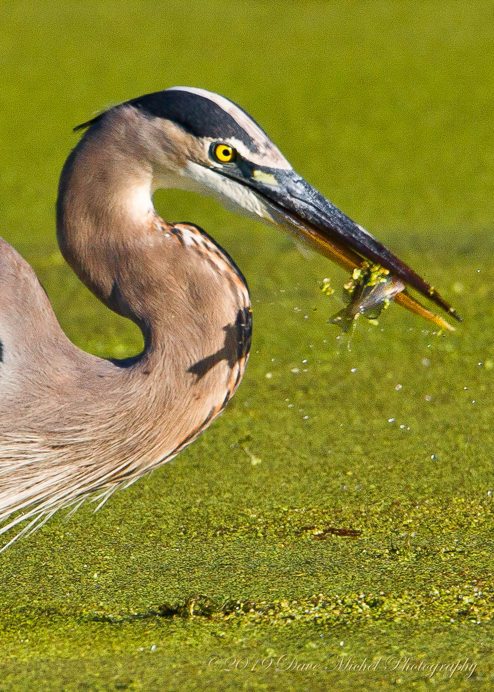 Great-Blue-Heron-(Ardea-herodias)_E-2.jpg