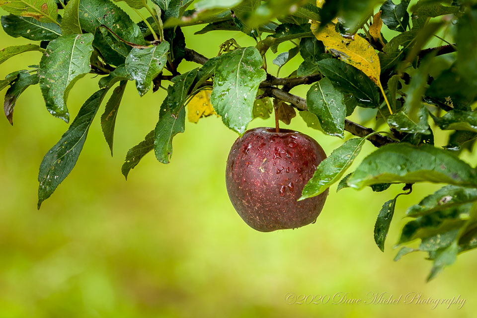 Dave-Michel-20171013-Almar-apples-1.jpg