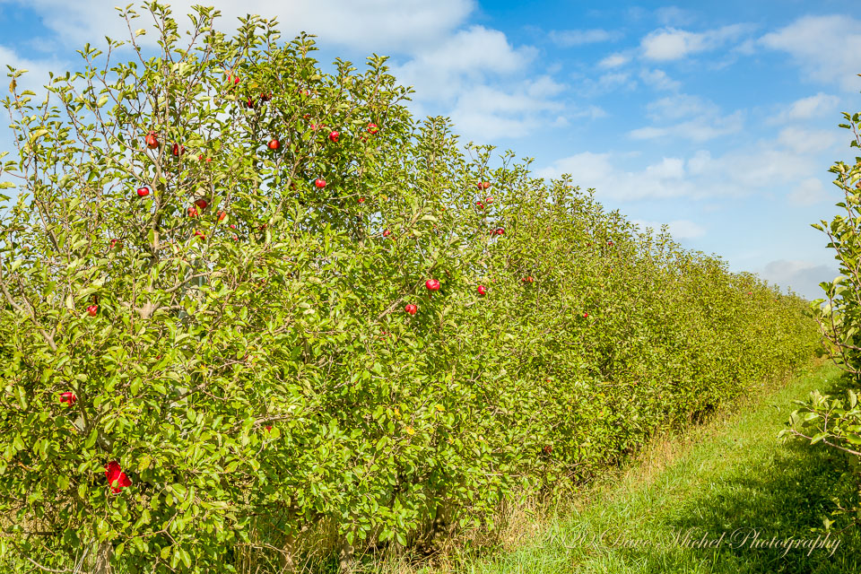 Dave-Michel-20171013-Almar-apples-26.jpg