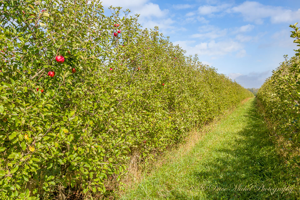 Dave-Michel-20171013-Almar-apples-27.jpg