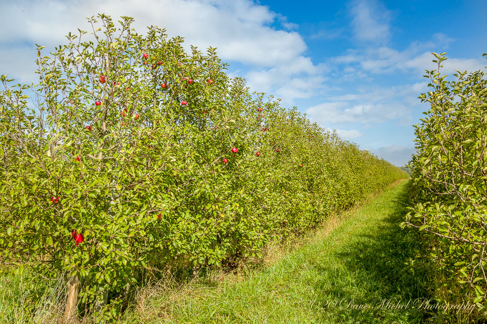 Dave-Michel-20171013-Almar-apples-31.jpg