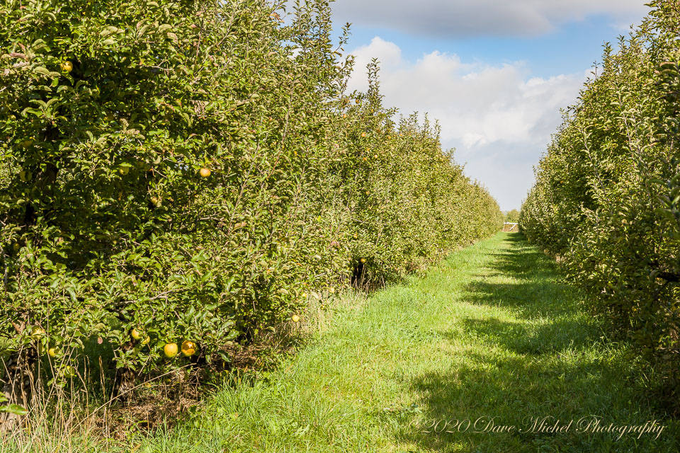 Dave-Michel-20171013-Almar-apples-45.jpg