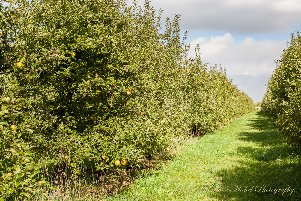 Dave-Michel-20171013-Almar-apples-47.jpg