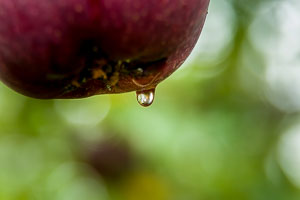 Almar Orchard Almar Orchard