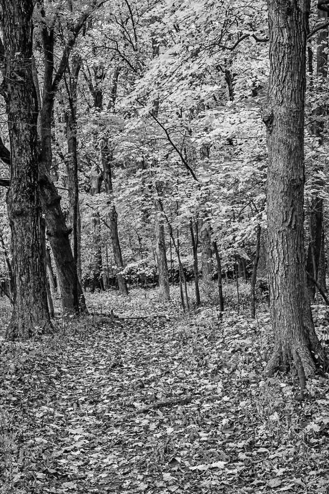 Ryerson-Forest-Preserve-Fall-2008-29.jpg