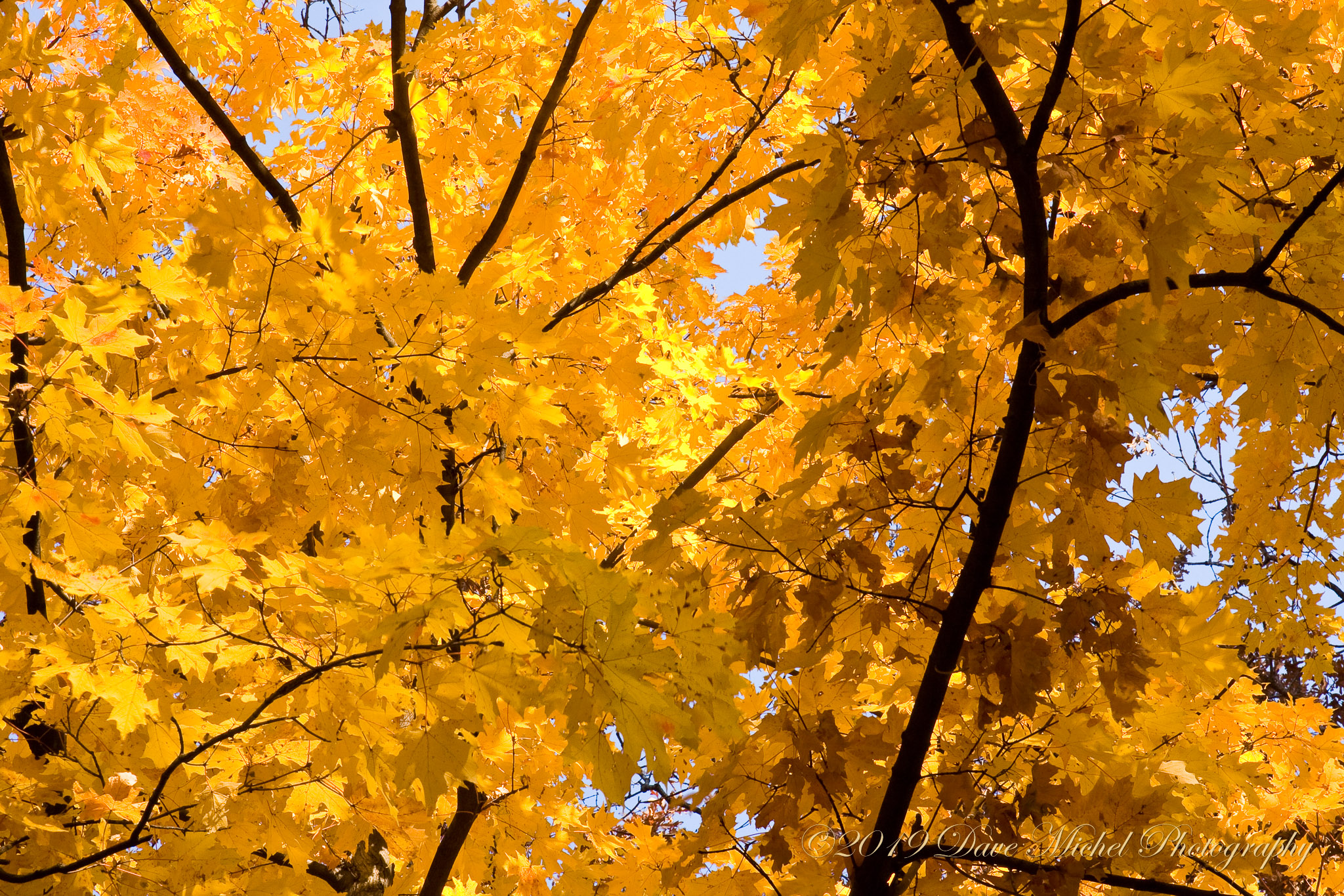 Morton-Arboretum-Fall-2008-10.jpg