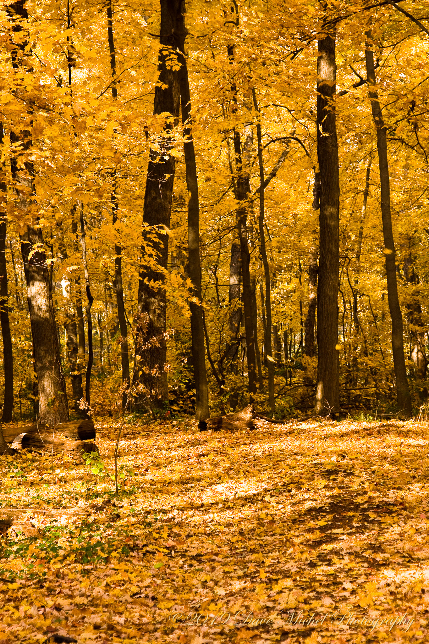 Morton-Arboretum-Fall-2008-12.jpg