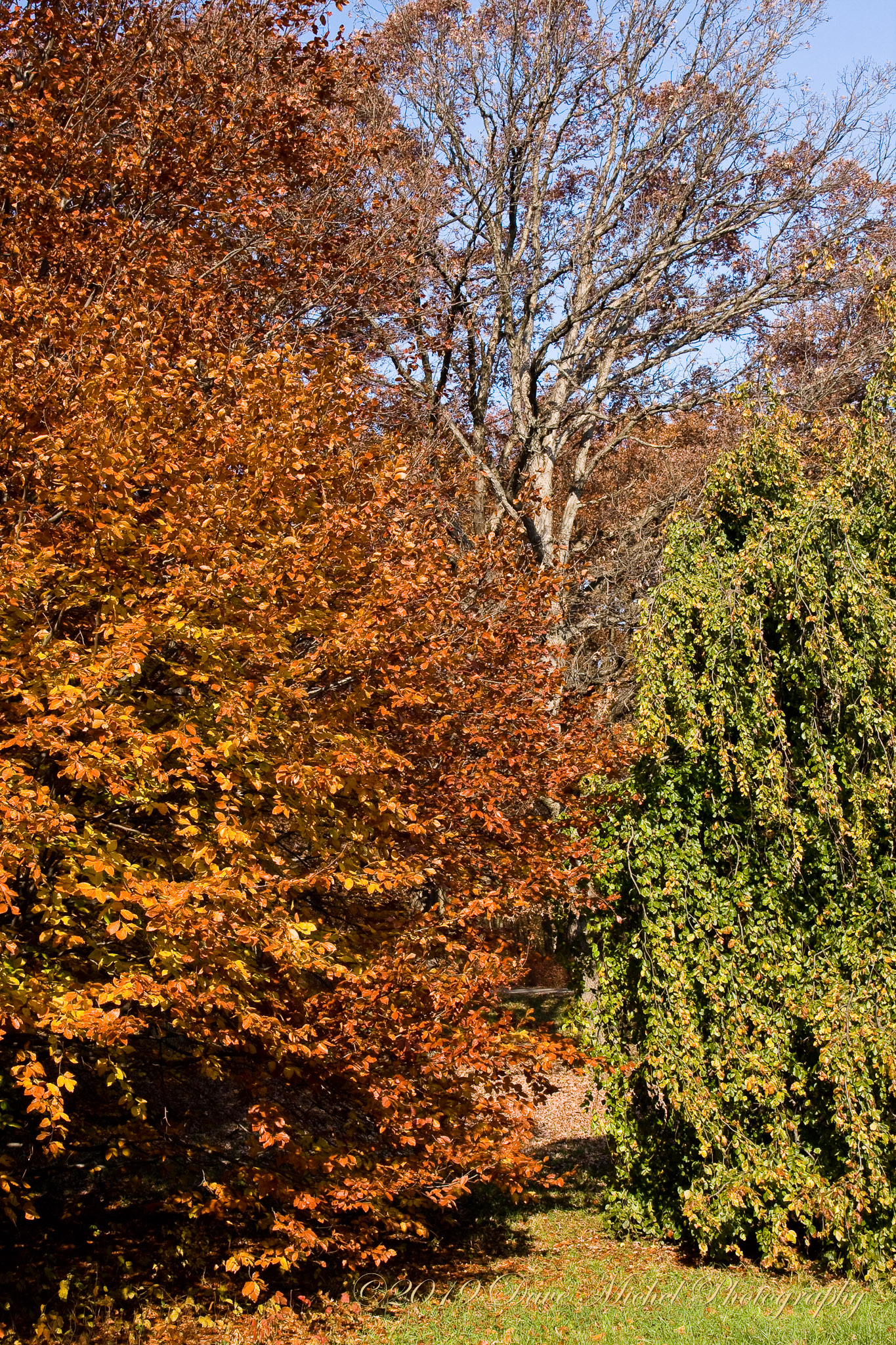 Morton-Arboretum-Fall-2008-14.jpg