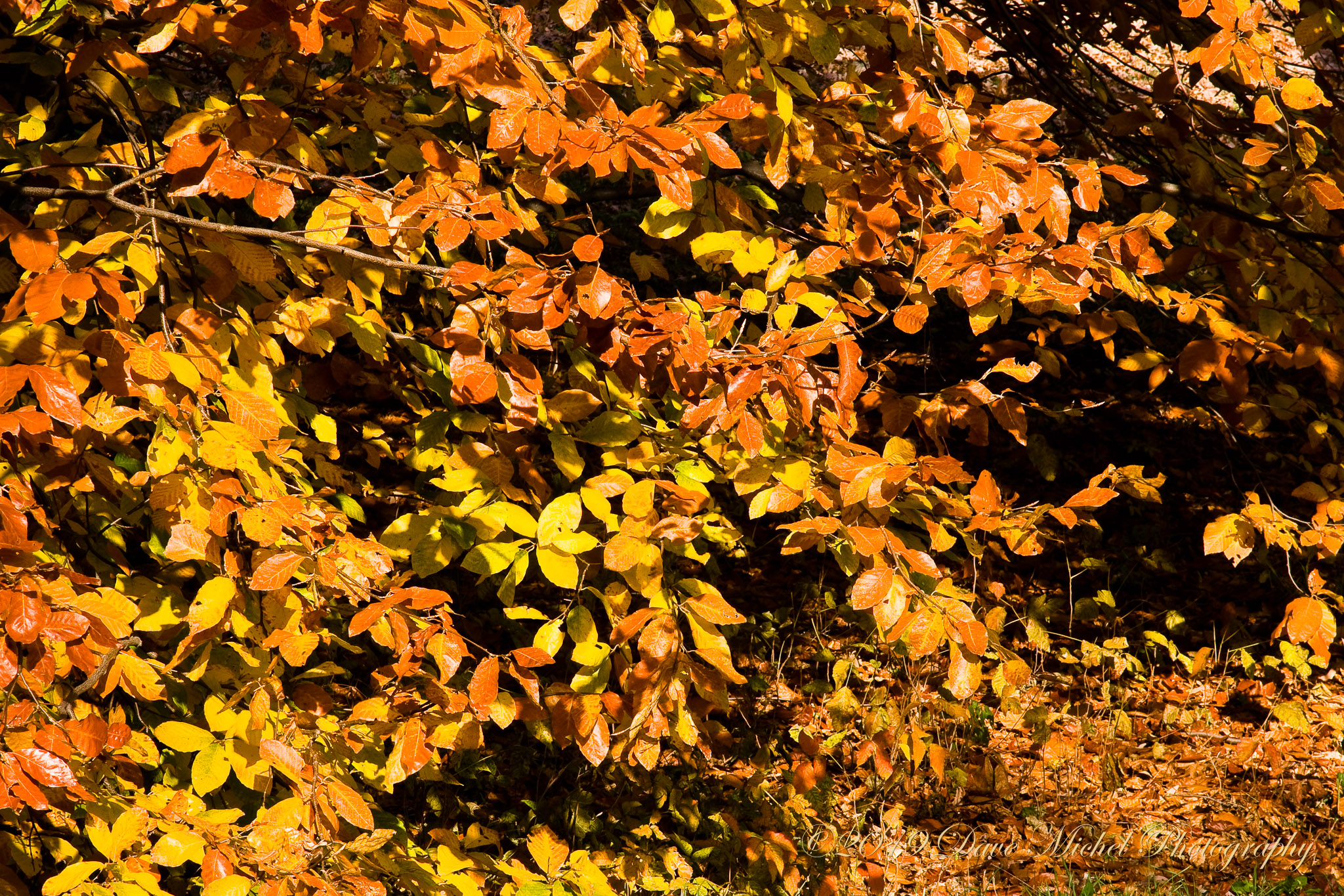 Morton-Arboretum-Fall-2008-15.jpg