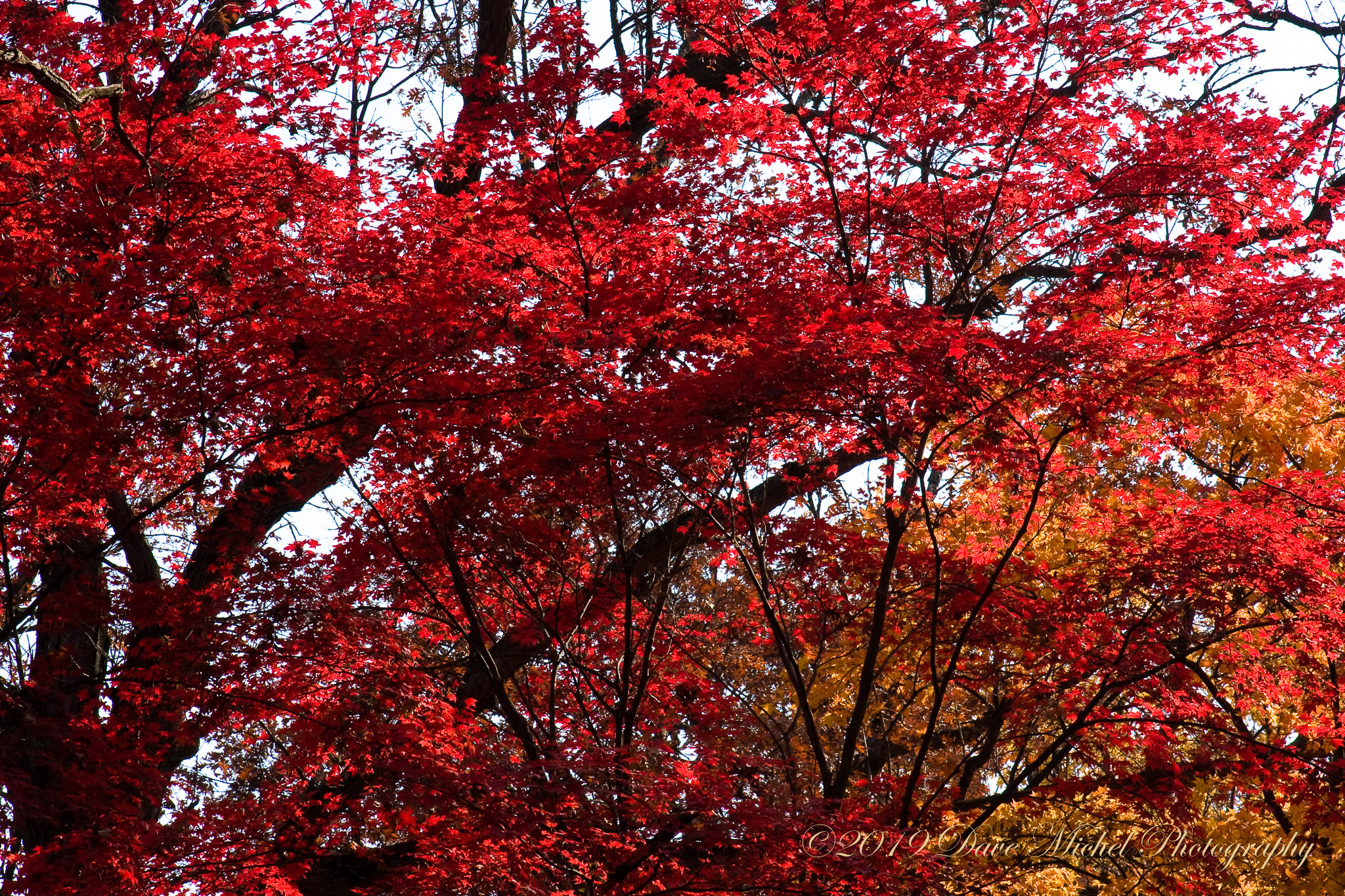 Morton-Arboretum-Fall-2008-16.jpg