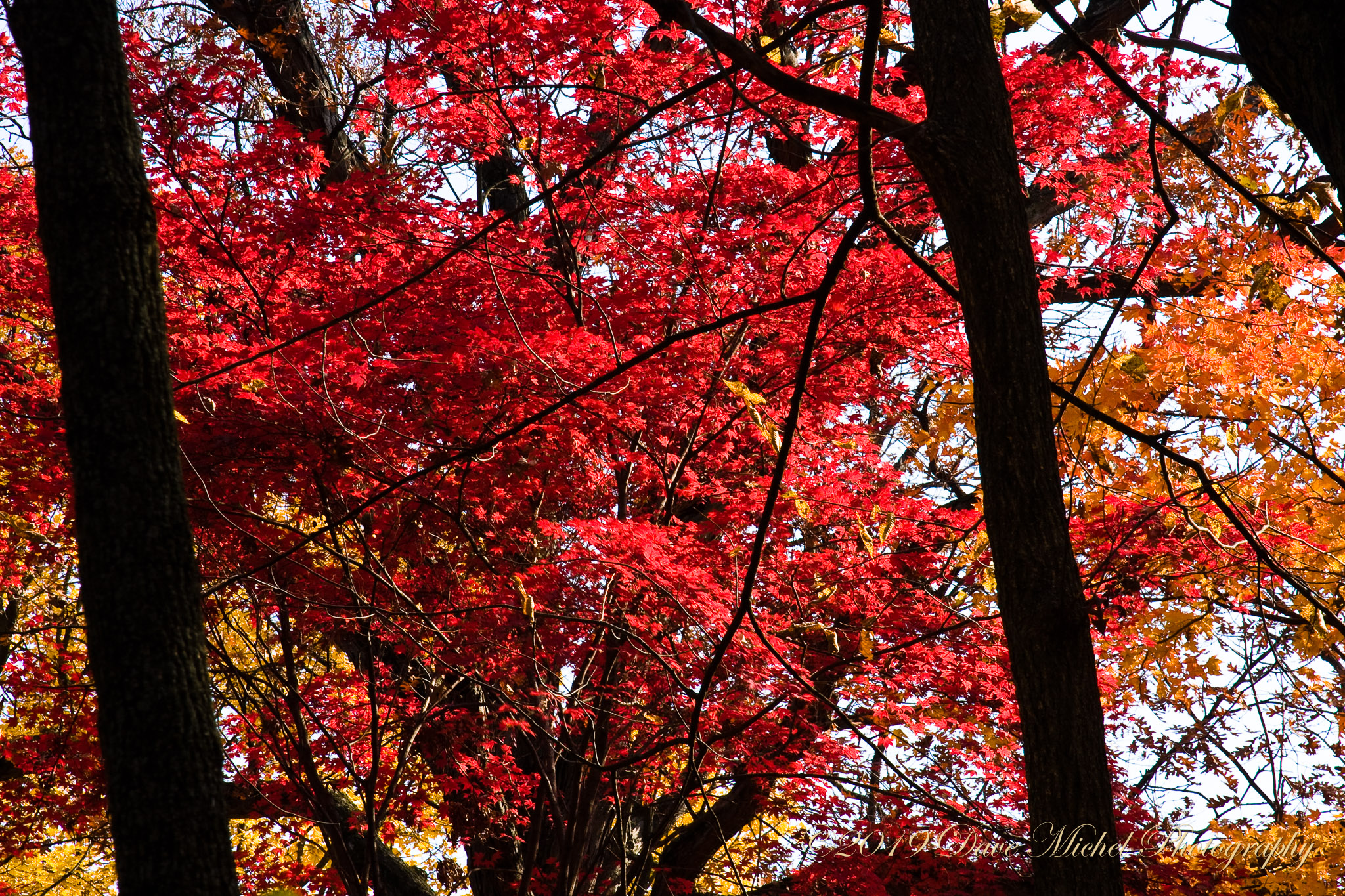 Morton-Arboretum-Fall-2008-17.jpg