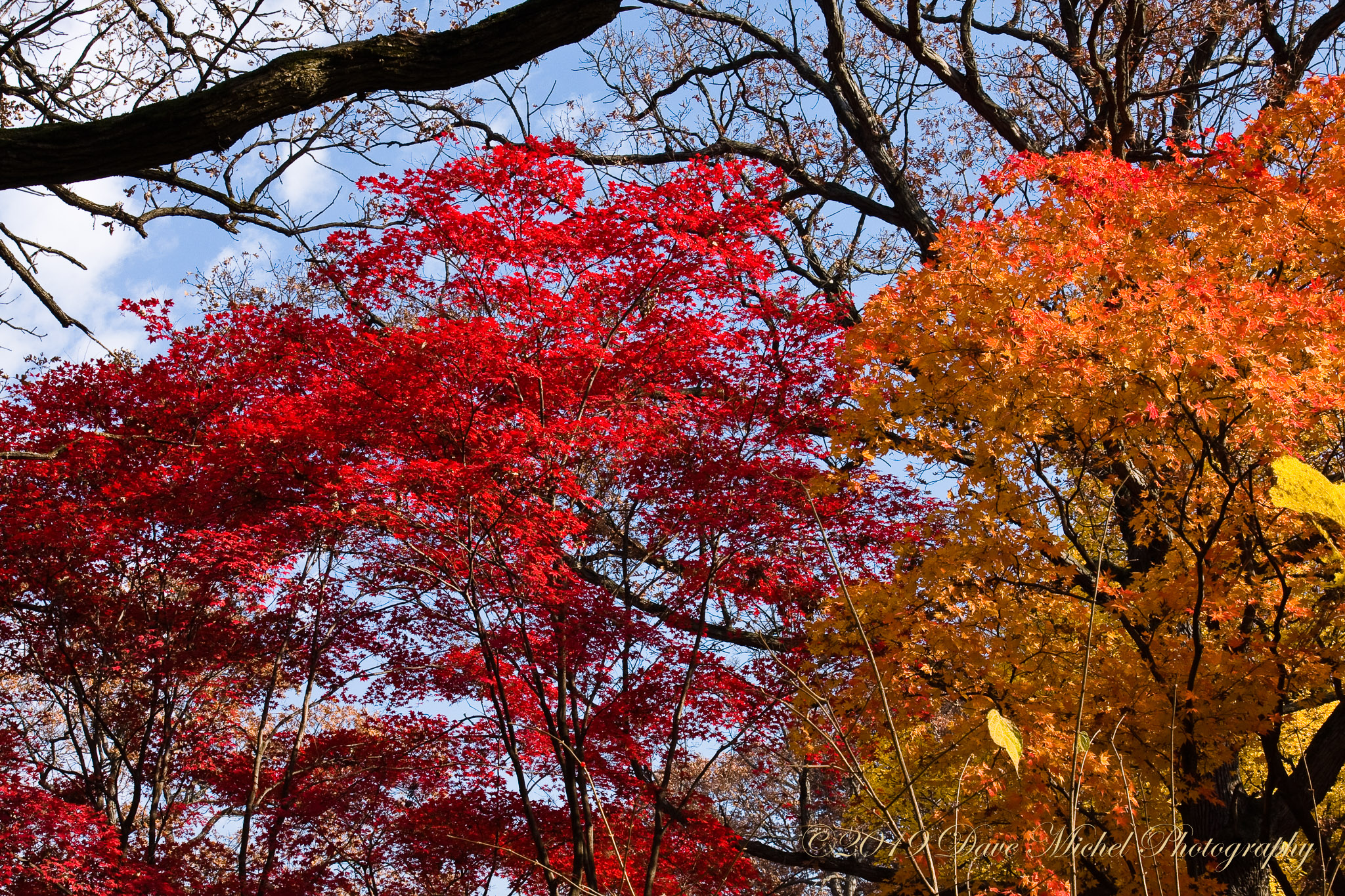 Morton-Arboretum-Fall-2008-18.jpg