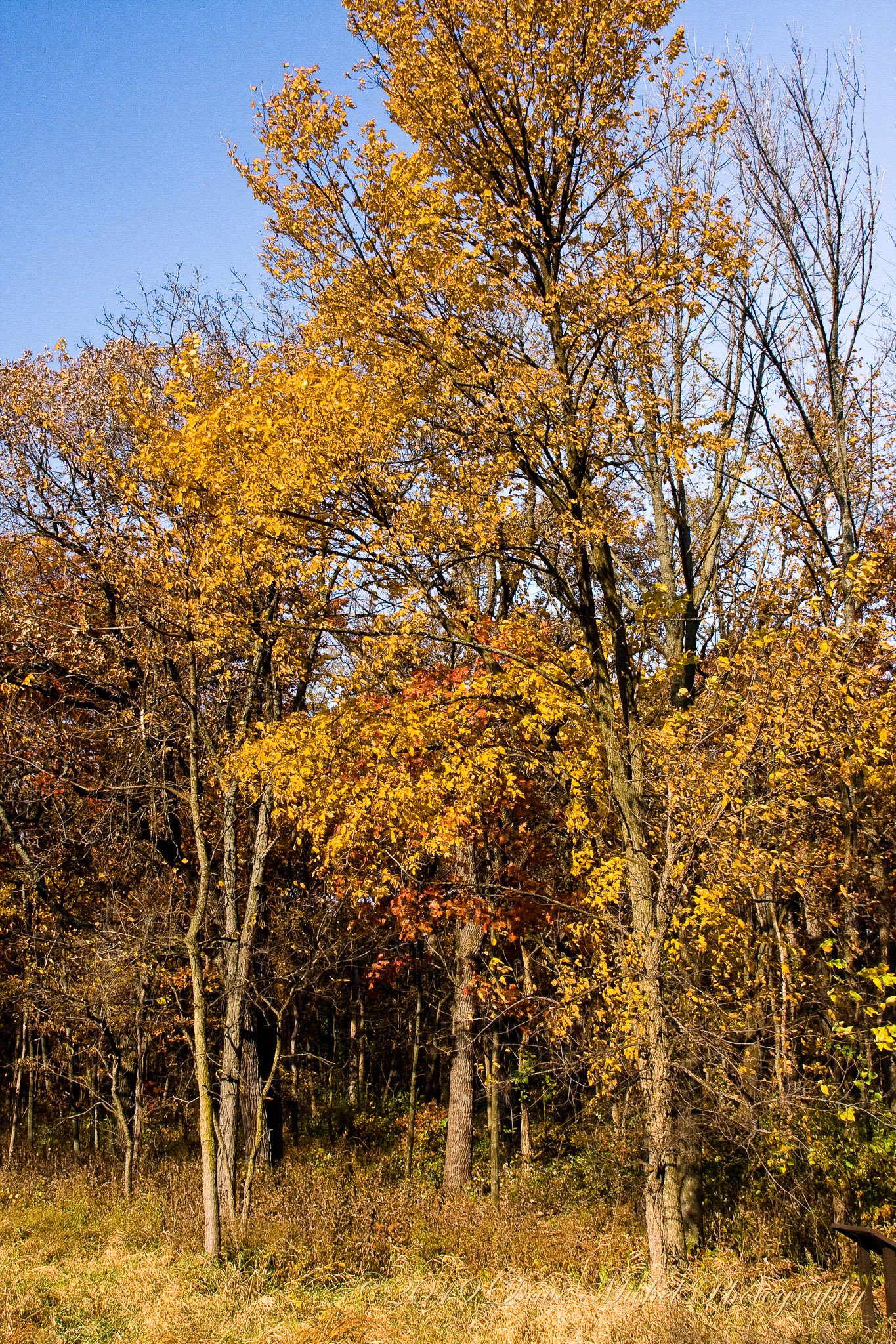 Morton-Arboretum-Fall-2008-21.jpg