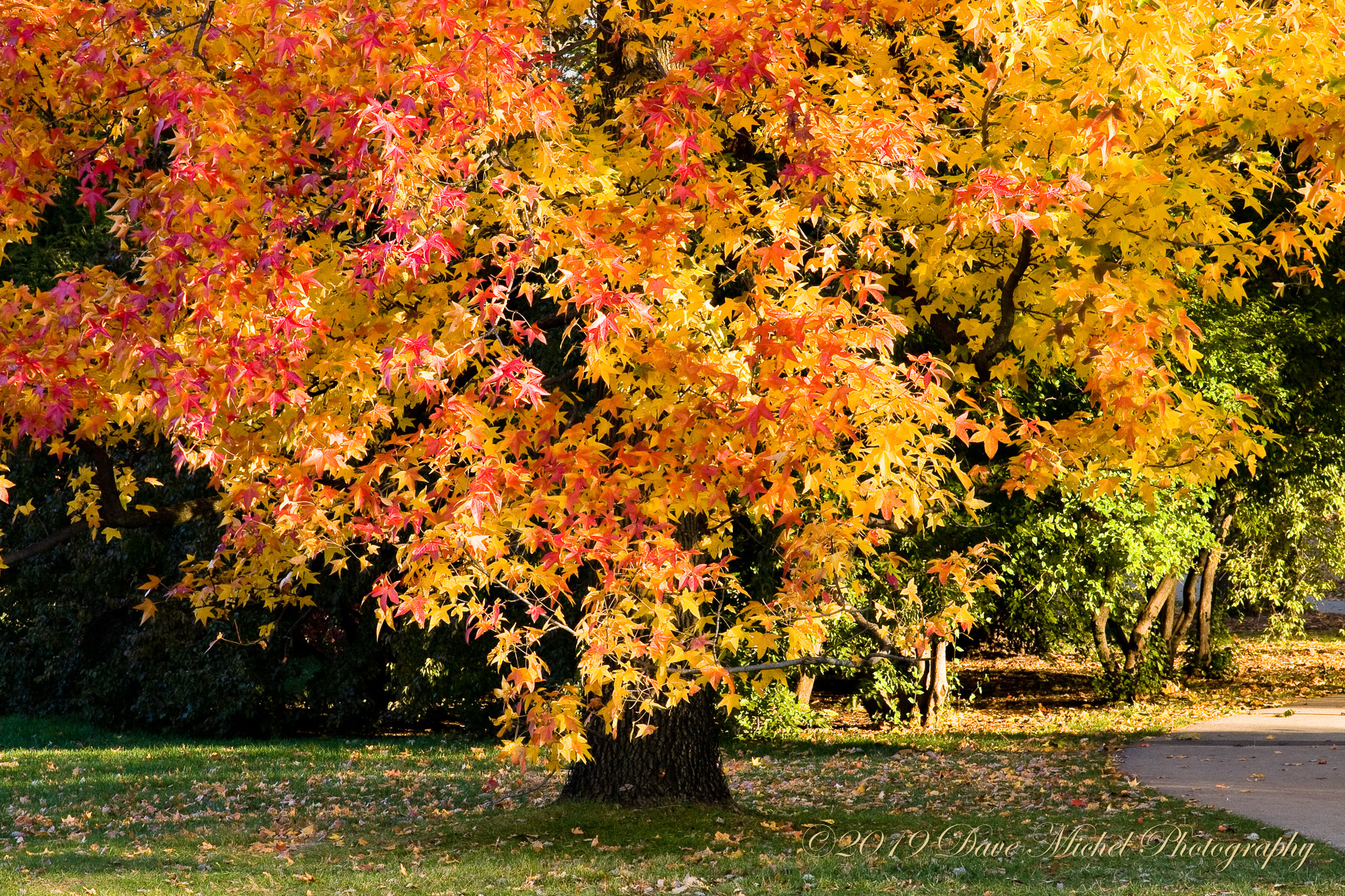 Morton-Arboretum-Fall-2008-5.jpg