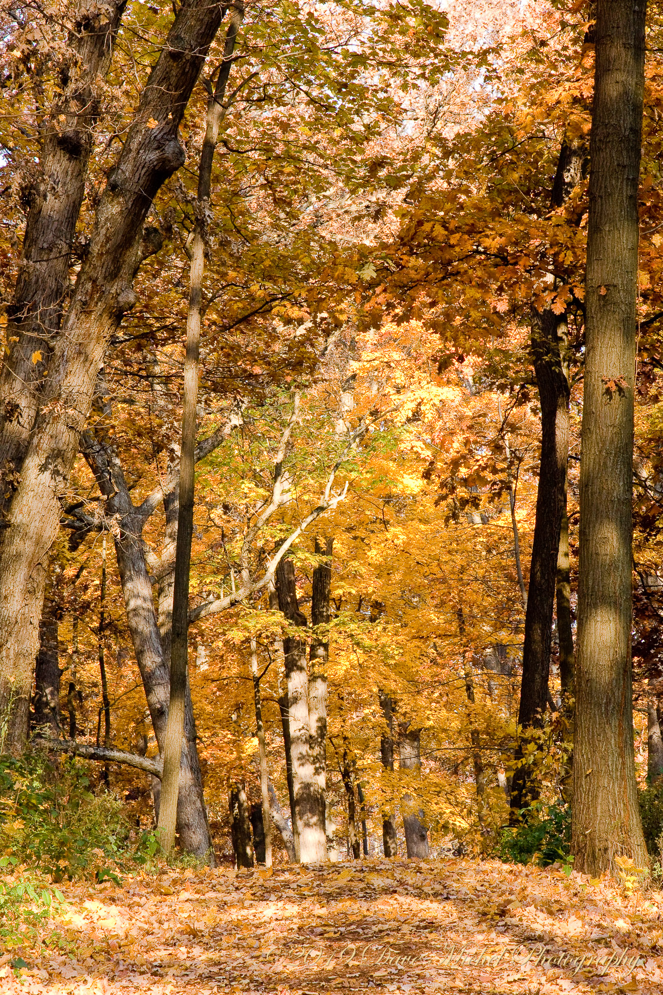 Morton-Arboretum-Fall-2008-9.jpg