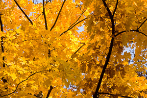 Morton-Arboretum-Fall-2008-10.jpg