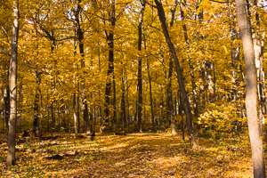 Morton-Arboretum-Fall-2008-11.jpg