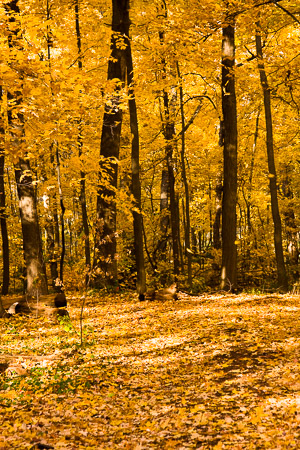 Morton-Arboretum-Fall-2008-12.jpg