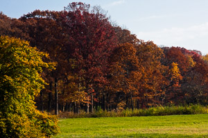 Morton-Arboretum-Fall-2008-13.jpg