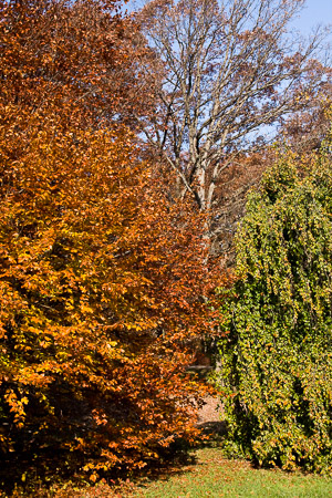 Morton-Arboretum-Fall-2008-14.jpg