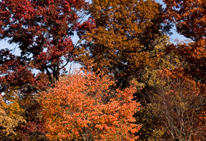 Morton-Arboretum-Fall-2008-22.jpg