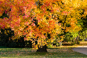 Morton-Arboretum-Fall-2008-5.jpg